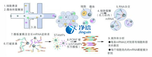 йԼ΢صϸˣ_΢Drop-seq