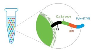 ϸת¼(10x Genomics)