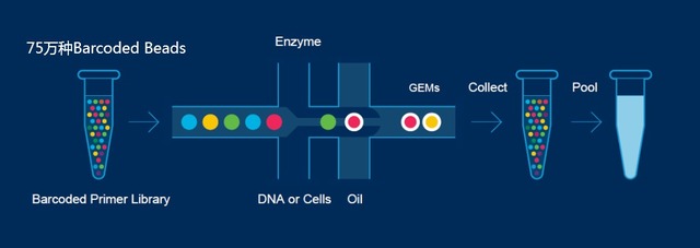 ϸת¼(10x Genomics)