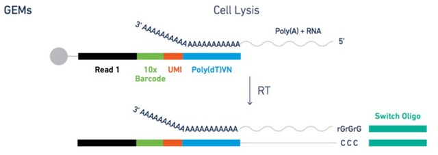 ϸת¼(10x Genomics)