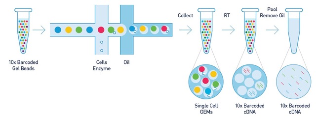 ϸת¼(10x Genomics)