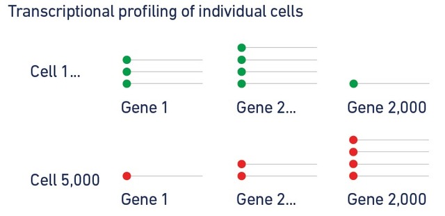 ϸת¼(10x Genomics)